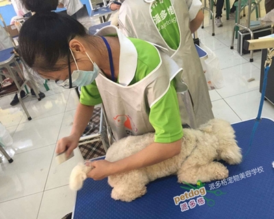 上海寵物美容行業(yè)的發(fā)展現(xiàn)狀與寵物用品銷售趨勢