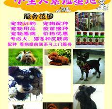 國內(nèi)寵物貓養(yǎng)殖基地與上海寵物繁殖基地及用品銷售全指南